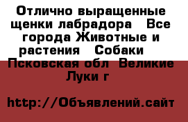 Отлично выращенные щенки лабрадора - Все города Животные и растения » Собаки   . Псковская обл.,Великие Луки г.